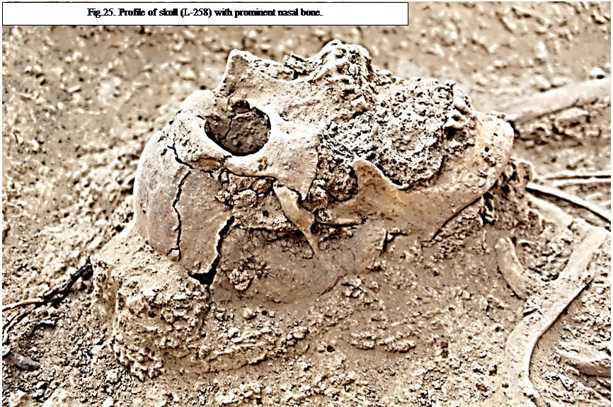 A close-up of a skull in the mud  Description automatically generated